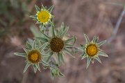 DPPhotography - Corsica - Pallenis spinosa - A