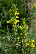 DPPhotography - Corsica - Parentucellia viscosa - A