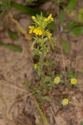 DPPhotography - Corsica - Parentucellia viscosa - B