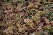 DPPhotography - Corsica - Paronychia argentea - A