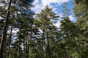 DPPhotography - Corsica - Pinus nigra subsp. salzmannii, Corsican pine - B