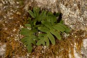 DPPhotography - Corsica - Polypodium vulgare - B