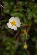 DPPhotography - Corsica - Potentilla rupestris - A