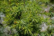DPPhotography - Corsica - Prickly Juniper, Juniperus oxycedrus - A