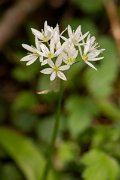 DPPhotography - Corsica - Ransoms - A
