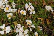DPPhotography - Corsica - Rosa sempervirens - B