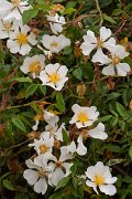 DPPhotography - Corsica - Rosa sempervirens - C