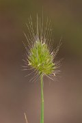 DPPhotography - Corsica - Rough dogstail - A