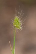 DPPhotography - Corsica - Rough dogstail - B