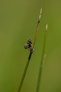 DPPhotography - Corsica - Round-headed club-rush - B