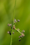 DPPhotography - Corsica - Round-headed club-rush - C