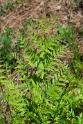 DPPhotography - Corsica - Royal fern, Osmunda regalis - A