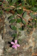 DPPhotography - Corsica - Saponaria ocymoides - A