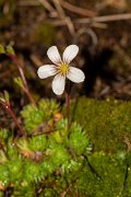 DPPhotography - Corsica - Saxifraga cervicornis - B