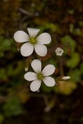 DPPhotography - Corsica - Saxifraga corsica - B