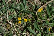 DPPhotography - Corsica - Scorpiurus muricatus - A