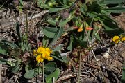 DPPhotography - Corsica - Scorpiurus muricatus - C