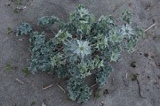 DPPhotography - Corsica - Sea holly - A