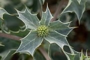 DPPhotography - Corsica - Sea holly - D