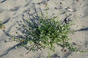 DPPhotography - Corsica - Sea rocket - A