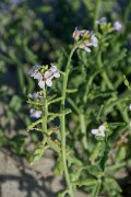 DPPhotography - Corsica - Sea rocket - B