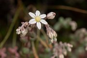 DPPhotography - Corsica - Sedum brevifolium - B