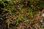 DPPhotography - Corsica - Selaginella denticulata - A