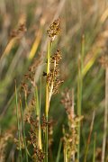 DPPhotography - Corsica - Sharp rush, Juncus acutus - C