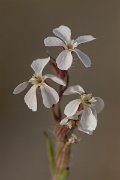 DPPhotography - Corsica - Silene gallica - C