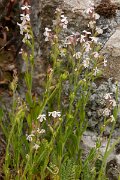 DPPhotography - Corsica - Silene gallica - D