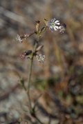 DPPhotography - Corsica - Silene nicaeensi - A