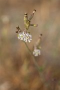 DPPhotography - Corsica - Silene nicaeensi - C