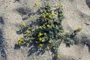 DPPhotography - Corsica - Southern bird's-foot trefoil, Lotus creticus - A