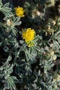 DPPhotography - Corsica - Southern bird's-foot trefoil, Lotus creticus - B