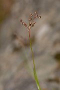 DPPhotography - Corsica - Southern wood-rush, Luzula forsteri - A
