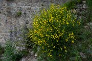 DPPhotography - Corsica - Spartium junceum - A