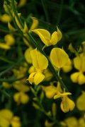 DPPhotography - Corsica - Spartium junceum - B