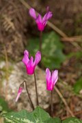 DPPhotography - Corsica - Spring sowbread, Cyclamen repandum - B