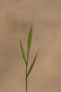 DPPhotography - Corsica - Stiff brome - A