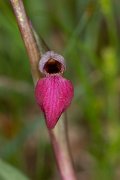 DPPhotography - Corsica - Tongue orchid - A