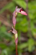 DPPhotography - Corsica - Tongue orchid - C