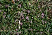 DPPhotography - Corsica - Trifolium tomentosum - A