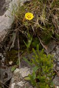 DPPhotography - Corsica - Tuberaria guttata - A