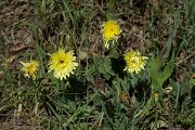 DPPhotography - Corsica - Urospermum dalechampii - A