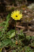DPPhotography - Corsica - Urospermum dalechampii - B