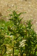 DPPhotography - Corsica - Veronica anagallis-aquatica - B
