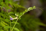 DPPhotography - Corsica - Vicia barbazitae - A