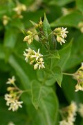 DPPhotography - Corsica - Vincetoxicum hirundinaria - A