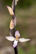 DPPhotography - Corsica - Violet limodore - B