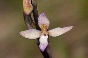 DPPhotography - Corsica - Violet limodore - C